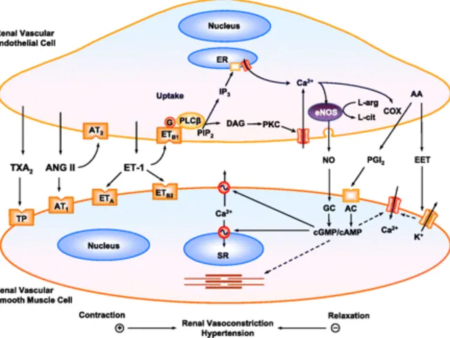 Figure 4: La communication entre cellules endothéliales et cellules vasculaires  musculaires lisses (extraite de Ponnuchamy, B