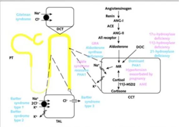 Figure 5: Formes monogéniques affectant la pression artérielle chez l’humain via  altération de la réabsorption du sodium par les reins (extraite de Lifton R.P