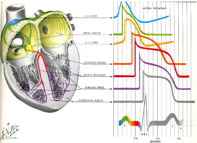 Figure 4 : Activité électrique du cœur : PA sur les différentes parties du cœur et ECG sur le  torse