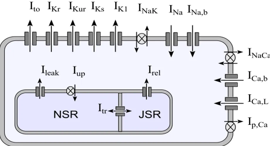 Figure  11 :  Modèle  de  la  cellule  cardiaque  humaine  de  Courtemanche.  NSR  et  JSR  sont  respectivement  les  compartiments  d’absorption  et  de  relâchement  du  réticulum  sarcoplasmique (SR)