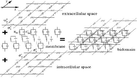 Figure  13 :  Équivalent  électrique  de  la  membrane  séparant  les  milieux  intracellulaire  et  extracellulaire dans le cœur