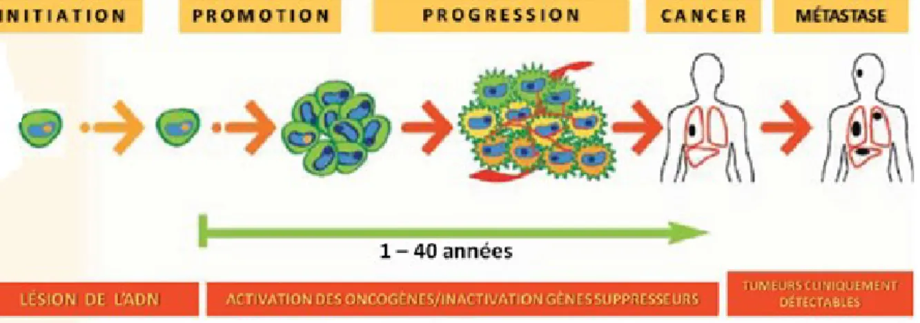 Figure  1.  Étapes  de  la  cancérogenèse.  La  première  phase  est  l’initiation  pendant  laquelle  la  cellule subit des lésions irréversibles de son l’ADN