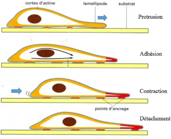 Figure  2.  Étapes  de  la  migration  cellulaire.  1)  Extension  du  lamellipode.  2)  Adhésion  du 
