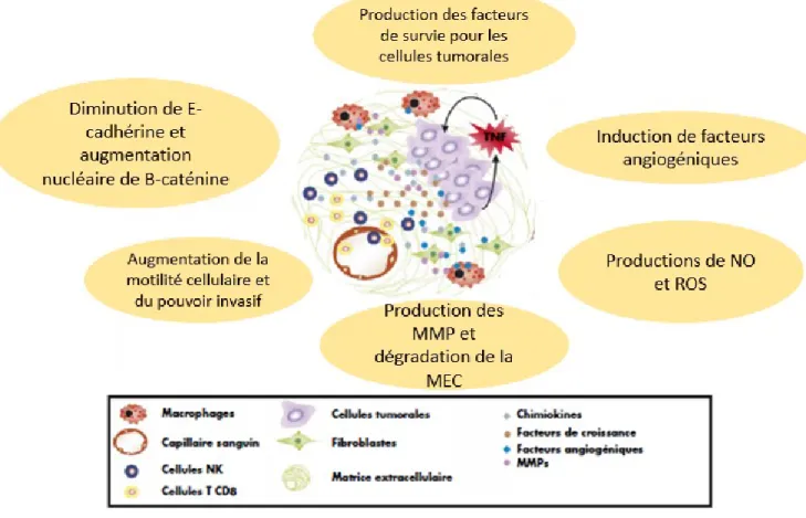 Figure 5. TNF-α et cancer.  (Adapté de : Hamaï et al., 2009)