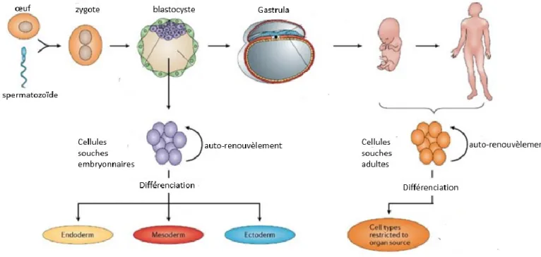 Figure 7. Les cellules souches embryonnaires et adultes. La fusion du spermatozoïde et de  l’ovule lors de la fécondation humaine établit un zygote diploïde et initie une série de divisions  cellulaires qui conduisent à un embryon multicellulaire
