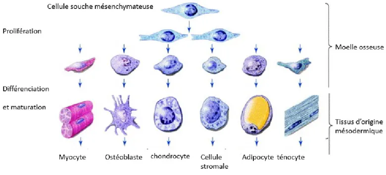 Figure  8  :  Le  devenir  des  cellules  souches  mésenchymateuses.  Les  cellules  souches  mésenchymateuses sont multipotentes et possèdent la capacité de proliférer et de se différencier  en différents types de cellules dépendamment de leur environneme