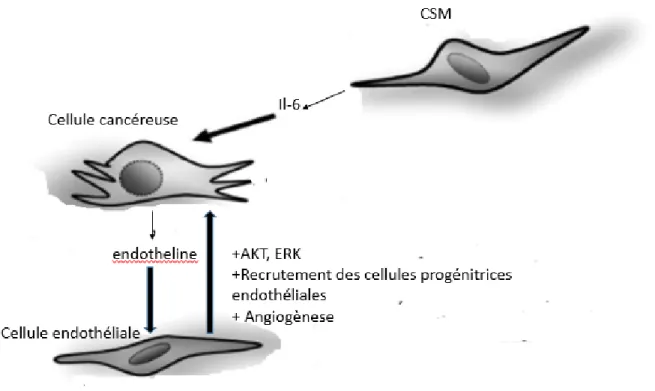Figure  10:  Interaction  entre  les  cellules  souches  mésenchymateuses,  les  cellules  cancéreuses et les cellules endothéliales et la voie associée