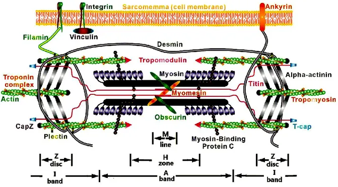 Figure 1:   Schematic of sarcomeric structure. Actin and myosin filaments as contractile 