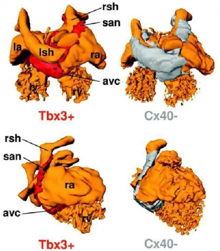 Figure 3: Schematic model of the embrionic heart presenting the various gene expression  zones