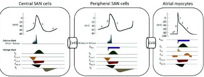 Figure 6:  Different electrical features and various distributions of ion channels and gap  junctions between central and peripheral cells of the SAN