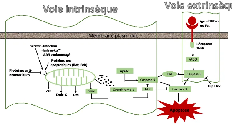 Figure 1 : Voies intrinsèque et extrinsèque de l’apoptose. L’activation de la voie intrinsèque 