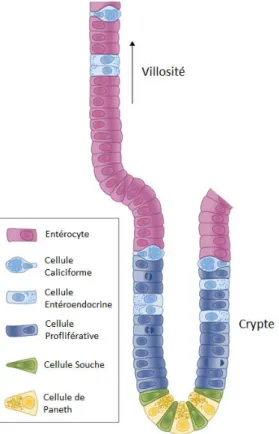 Figure 4  – Types cellulaires composant les villosités et les cryptes intestinales. Tirée et  adaptée de (27)