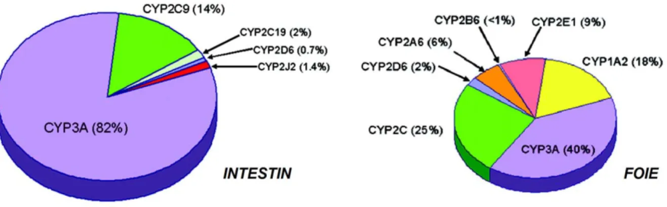Figure 5 montre l’expression des différents CYP dans l’intestin grêle et le foie chez l’humain  (31)