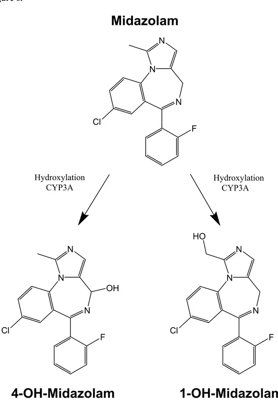 Figure 6 – Voies métaboliques du Midazolam chez l’humain et le rat. Source : (40, 41) 
