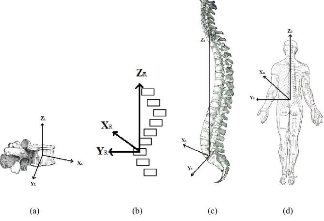 Figure 4 – Échelles : (a) local, (b) régional, (c) spinal et (d) globale [50] 
