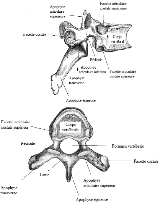 Figure 5 – Repères anatomiques d’une vertèbre[50] 
