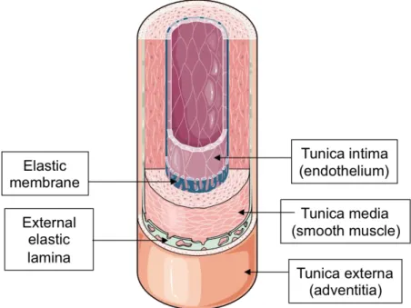 Figure 1. Structure of the artery wall.  
