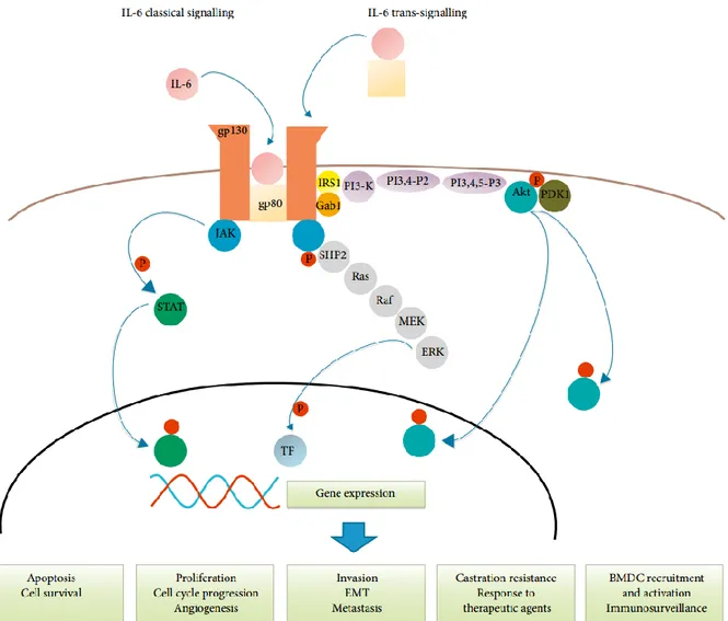 Figure 7. Signalisation cellulaire d'IL-6 dans le CP. Schématisation de la voie de  signalisation d’IL-6 dans le cancer de la prostate tel que représenté par Nguyen et al