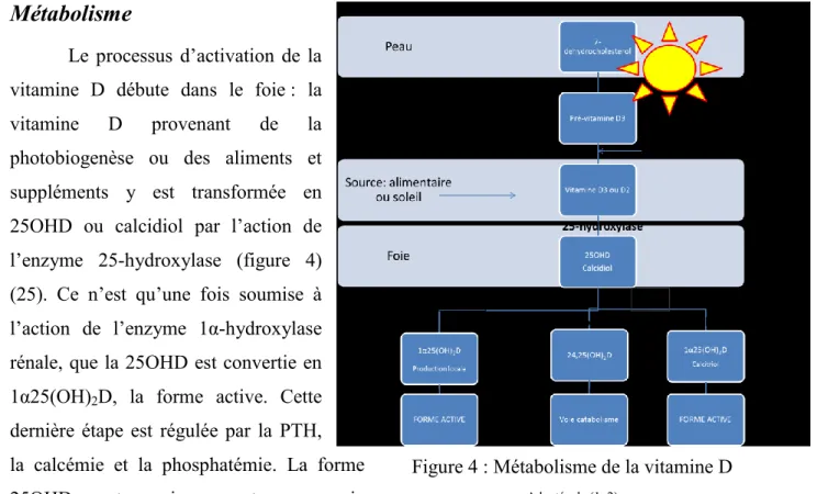 Figure 4 : Métabolisme de la vitamine D  Adaptée de (1, 2)