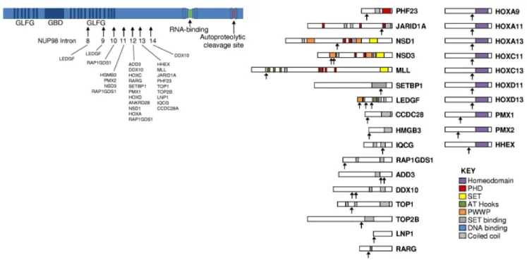 Figure 4. Structure des protéines de fusion NUP98.  