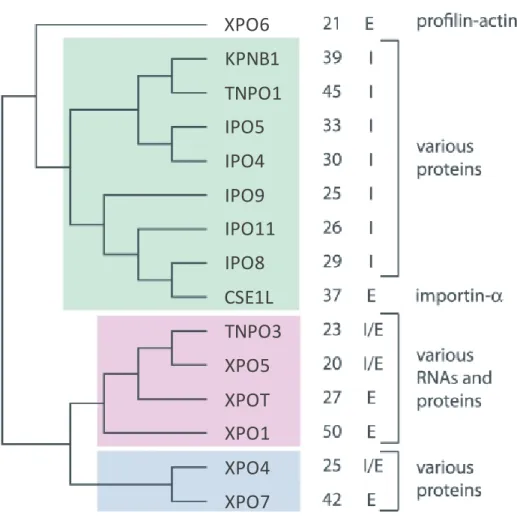 Figure 1.10: Phylogeny of Karyopherin-β subfamilies  