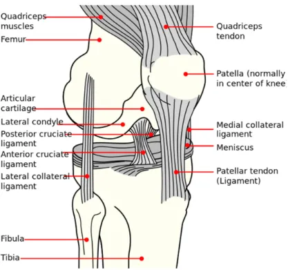 Figure 1: Normal anatomy and structure of knee joint.  Image source:  http://commons.wikimedia.org/wiki/File:Knee_diagram.svg  (open use)