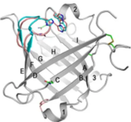 Figure 6: L-PGDS 3D structure. 