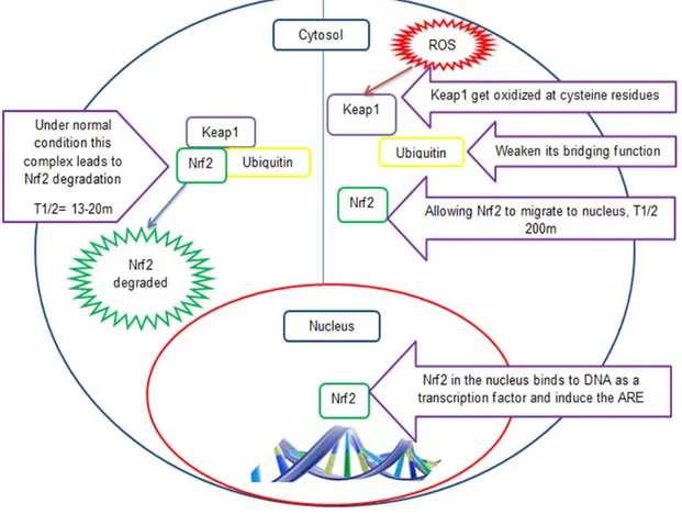 Figure 7: Nrf2 pathway and role of ROS in its activation. 