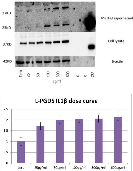 Figure 12: Chondrocytes were treated with IL-1β in at concentrations ranging from  25pg/ml to 600pg/ml for 48h