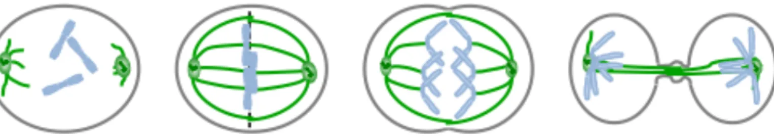 Figure 2  :  Etape  de  la  mitose –  Ségrégation  des  chromosomes  :  Prophase,  prométaphase,  métaphase,  anaphase  et  télophase