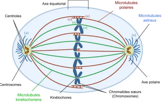 Figure  3 :  Formation  du  fuseau  mitotique.  Représentation  des  différents  microtubules,  kinétochoriens, astraux et polaires durant la métaphase