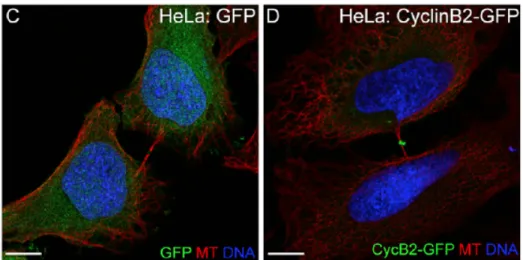 Figure 10 : Localisation de la CycB au midbody dans des cellules HeLa. (C et D) Section  confocal des cellules HeLa transfectées avec GFP- (E) ou Cycline-B2-GFP (F), exprimant la  tubuline en rouge et l’ADN en bleu (DAPI)