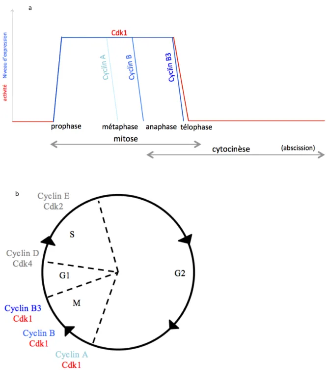 Figure  13 :  Régulation  du  cycle  cellulaire  chez  la  Drosophile  et  niveau  des  cyclines  à  l’étape de mitose, cytocinèse et abscission