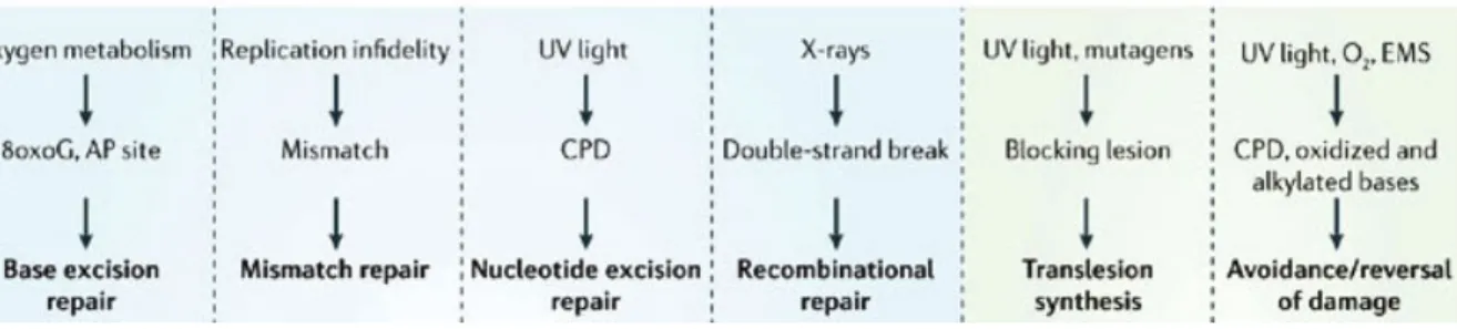 Figure 1. Divers types de dommages à l'ADN 