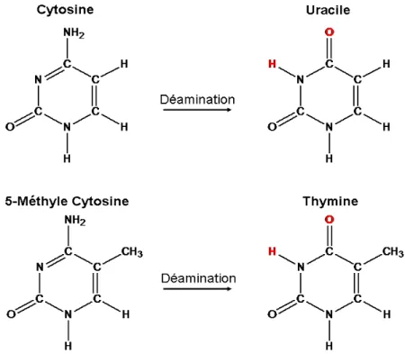 Figure 3. Représentation d'une déamination 