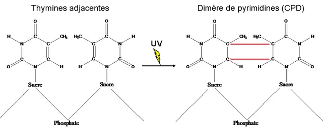 Figure 5. Formation d’un CPD suite à une irradiation UV 