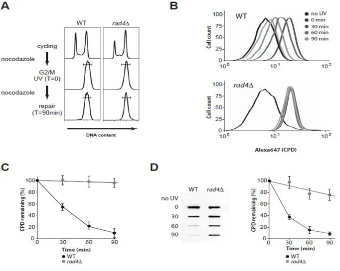 Figure 7. Quantification de l’élimination des CPD par cytométrie en flux.   