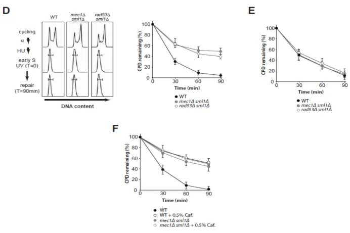 Figure 8. Le mutant mec1∆ sml1∆ possède un défaut de NER spécifique à la phase S.  A.  Des cellules BY4743 WT, mec1∆ sml1∆, rad26∆ et rad4∆ ont été synchronisées en phase 