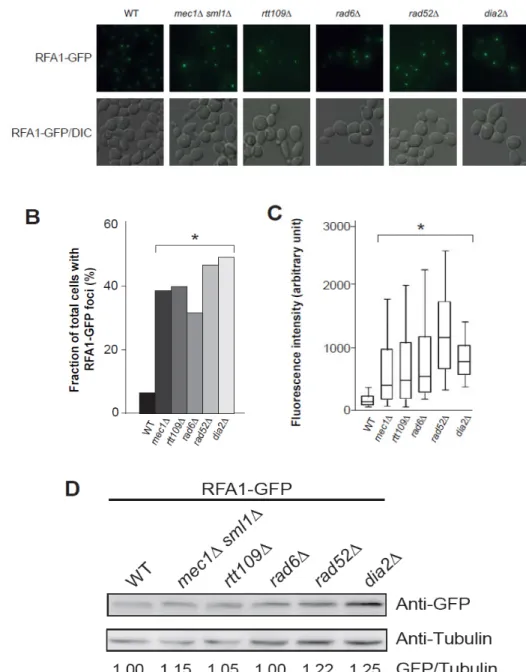 Figure  11.  Les  mutants  déficients  en  NER  durant  la  phase  S  ont  une  quantité  plus  importante  de  foyers  RPA 