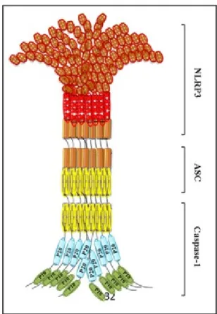 Figure  1.6. Structure et l’assemblage d’un inflammasome.  Représentation de l’assemblage 
