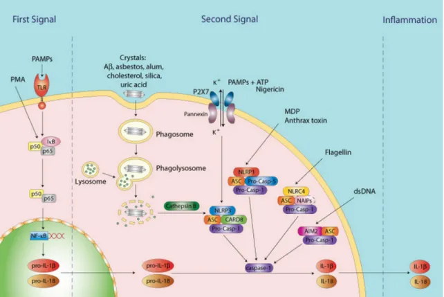 Figure  1.7. Mécanisme d’activation des inflammasomes.  Le signal d’amorçage déclenche 