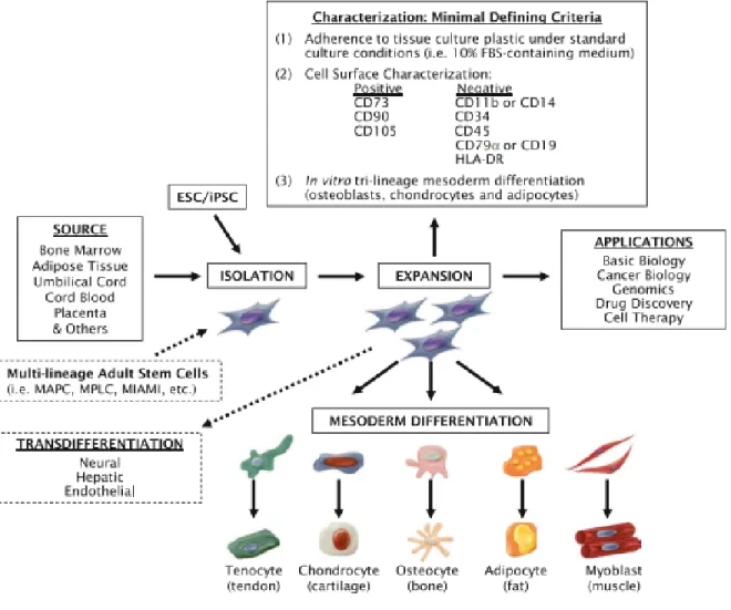 Figure 4 – Hétérogénéité des MSC 