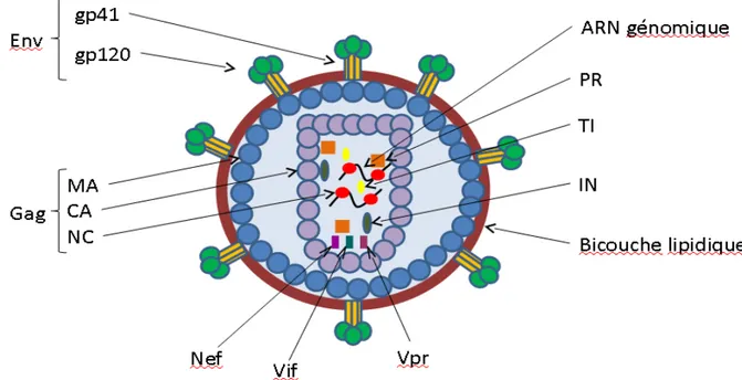 Figure 1 Schéma d'une particule virale du VIH-1