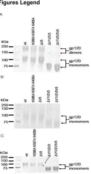 Figure 2.1. Removal of dimeric gp120 by size-exclusion chromatography. Five ug of wild-