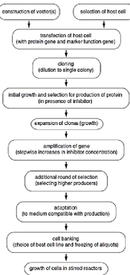 Figure  2 :  Schéma  général  du  procédé  de  production  de  protéines  recombinantes  dans  les 