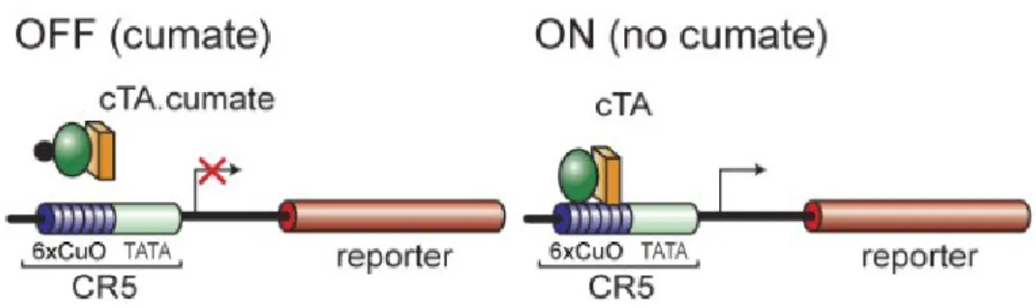 Figure 7 : Système CR5 en configuration «transactivateur». Tiré de Mullick et al (2006) 