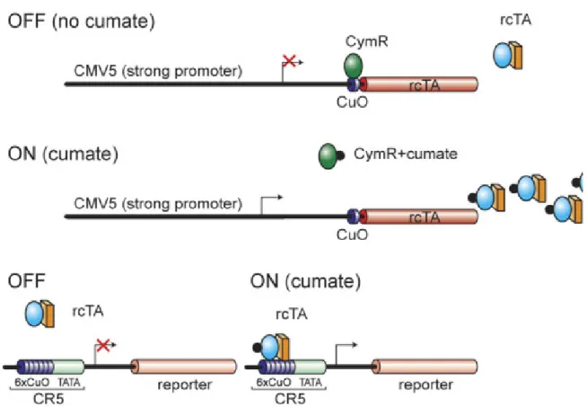 Figure  9 :  Système  CR5  en  configuration  «inverse  double  régulée».  Tiré  de  Mullick  et  al 