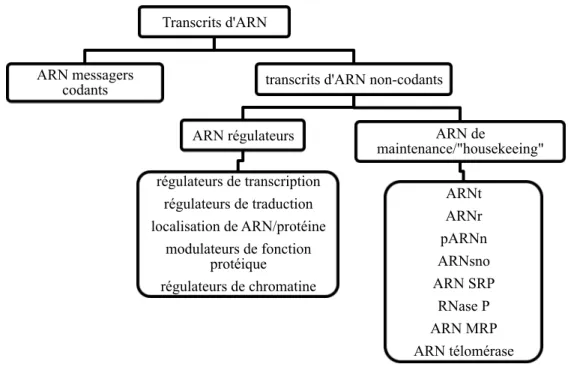 Figure 2. Transcrits d’ARN.  