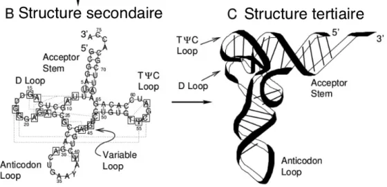 Figure 4. La structure primaire, secondaire et tertiaire d'un ARNt. Adapté de (35). 