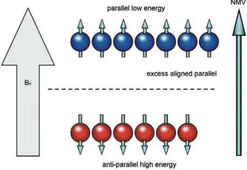 Figure 2: Illustration of net magnetization vector (NMV) formed from slight excess of protons aligned parallel (blue) to 